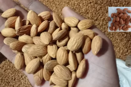 Fake Almonds or Real Almonds