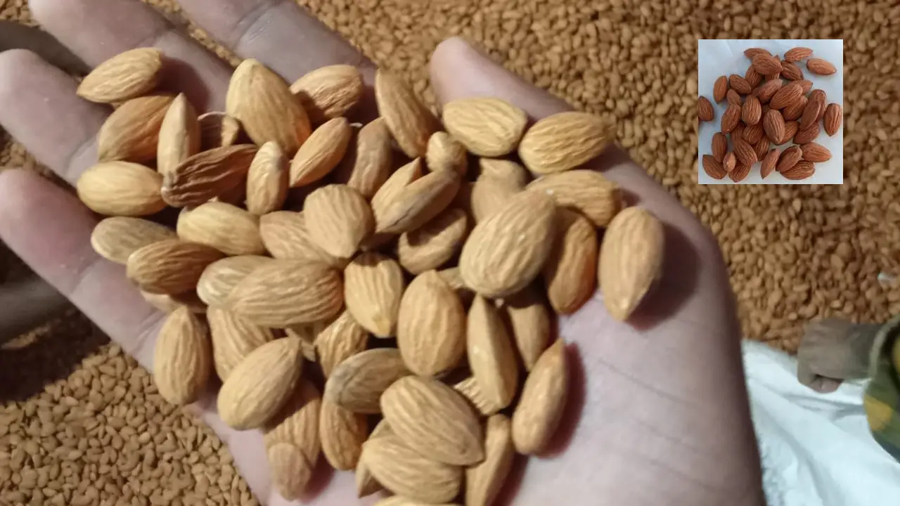 Fake Almonds or Real Almonds