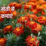 Genda Ki Kheti, house gardening ideas,