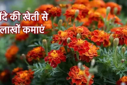 Genda Ki Kheti, house gardening ideas,