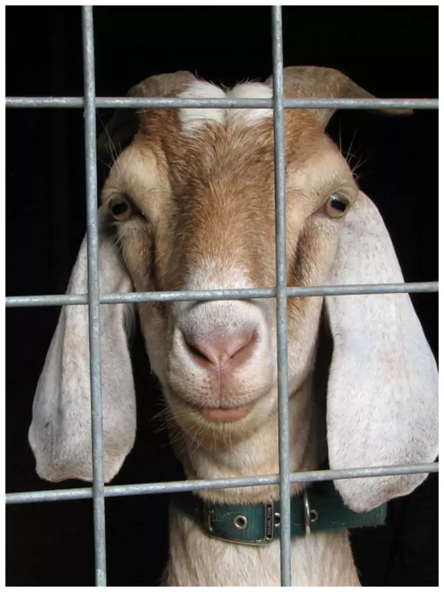 1 साल तक जेल में रही 9 बकरियां, इस जुर्म की मिली कड़ी सजा