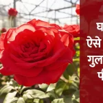 house gardening ideas, Gulab ki Kheti,