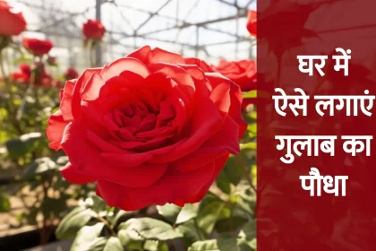 house gardening ideas, Gulab ki Kheti,