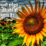 why sunflower turns towards sun