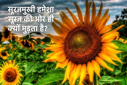 why sunflower turns towards sun