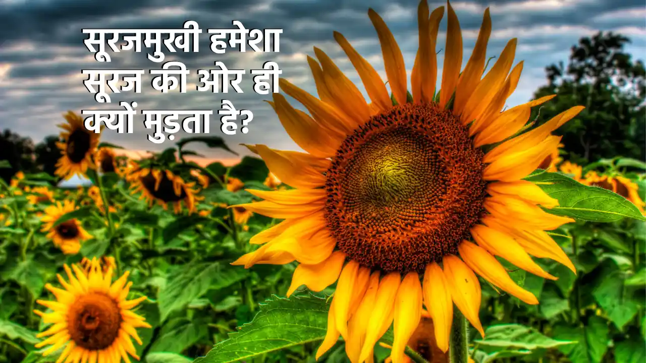 why sunflower turns towards sun