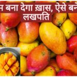 Aam Ki Kheti