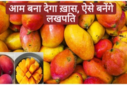 Aam Ki Kheti