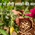 Ashwagandha Ki Kheti