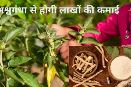 Ashwagandha Ki Kheti