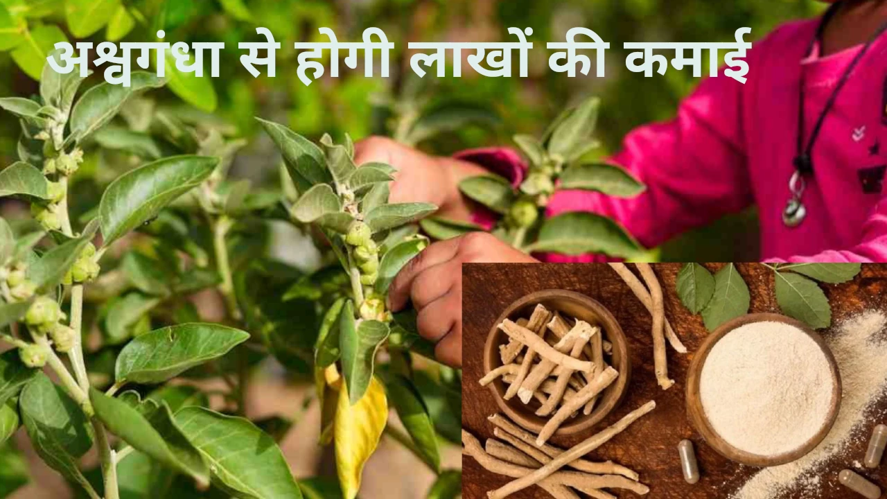 Ashwagandha Ki Kheti