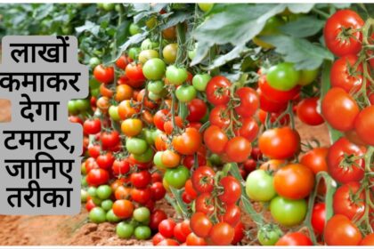 Tamatar Ki Kheti