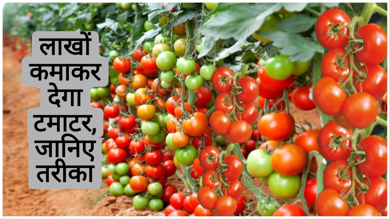 Tamatar Ki Kheti