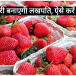 strawberry ki kheti