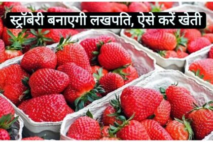 strawberry ki kheti