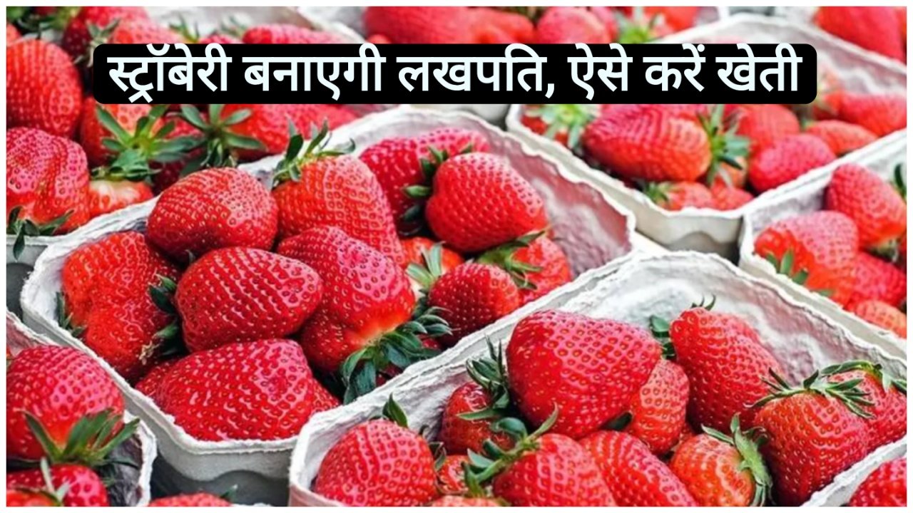 strawberry ki kheti