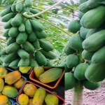 Benefits of eating papaya, Papaya beneficial in skin cream, benefits of eating papaya in hindi papaya cultivation, papaya, cultivation of papaya, how to do papaya cultivation, process of papaya cultivation, papita ki kheti, papita ki kheti in india