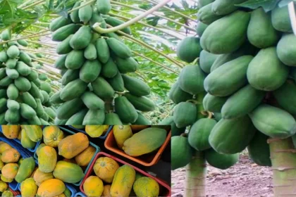 Benefits of eating papaya, Papaya beneficial in skin cream, benefits of eating papaya in hindi papaya cultivation, papaya, cultivation of papaya, how to do papaya cultivation, process of papaya cultivation, papita ki kheti, papita ki kheti in india