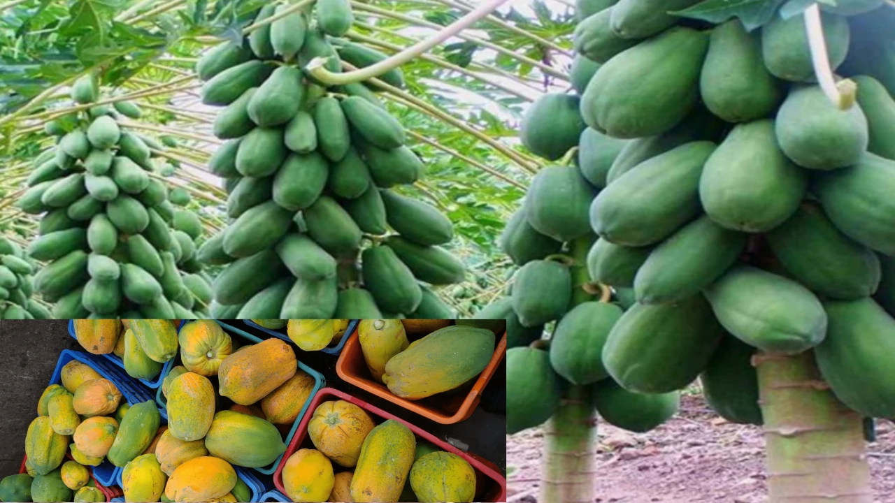 Benefits of eating papaya, Papaya beneficial in skin cream, benefits of eating papaya in hindi papaya cultivation, papaya, cultivation of papaya, how to do papaya cultivation, process of papaya cultivation, papita ki kheti, papita ki kheti in india