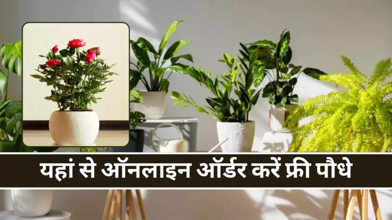 Free Plants Online by Delhi Sarkar