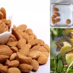 How to Grow Almond Plant, बादाम का पौधा कैसे लगाएं, Badam Ka Bij, almond plant, gardening hacks, Ghar Me Kese Ugaye Badam , almond, badam ki kheti