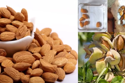 How to Grow Almond Plant, बादाम का पौधा कैसे लगाएं, Badam Ka Bij, almond plant, gardening hacks, Ghar Me Kese Ugaye Badam , almond, badam ki kheti