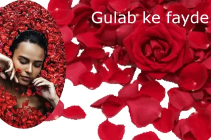 गुलाब की पुंखुडियों के फायदे और नुकसान, Rose Petals, Gulab Benefits in Hindi, Medically Benefits Rose, Gulab ke fayede, Benefits of Rose Petals in Hindi, Rose Petals Nutritional Value, गुलाब की पंखुड़ियों के पौष्टिक तत्व, गुलाब की पुंखुडियों के फायदे, गुलाब की पंखुड़ियों का उपयोग, How to Use Rose Petals in Hindi, rose flower skin benefits , rose flower uses , rose petal uses , tips to eating rose flower , how to eat rose flower for skin care, Rose Medically Benefits skin