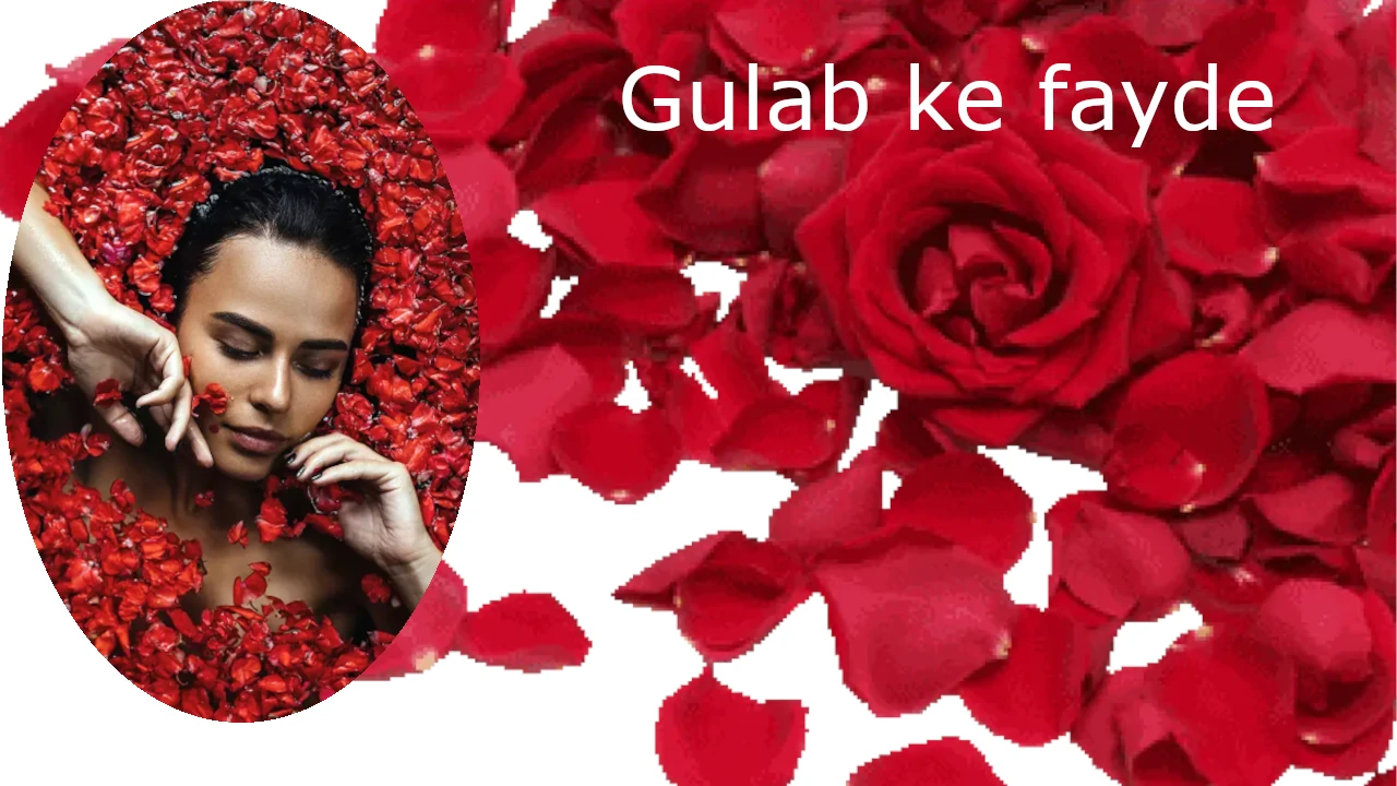 गुलाब की पुंखुडियों के फायदे और नुकसान, Rose Petals, Gulab Benefits in Hindi, Medically Benefits Rose, Gulab ke fayede, Benefits of Rose Petals in Hindi, Rose Petals Nutritional Value, गुलाब की पंखुड़ियों के पौष्टिक तत्व, गुलाब की पुंखुडियों के फायदे, गुलाब की पंखुड़ियों का उपयोग, How to Use Rose Petals in Hindi, rose flower skin benefits , rose flower uses , rose petal uses , tips to eating rose flower , how to eat rose flower for skin care, Rose Medically Benefits skin