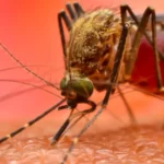 dengue increase in rain